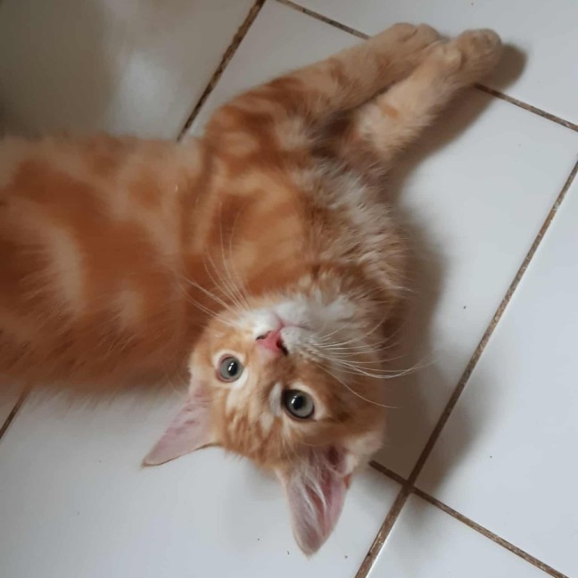 Photo of Marmalade