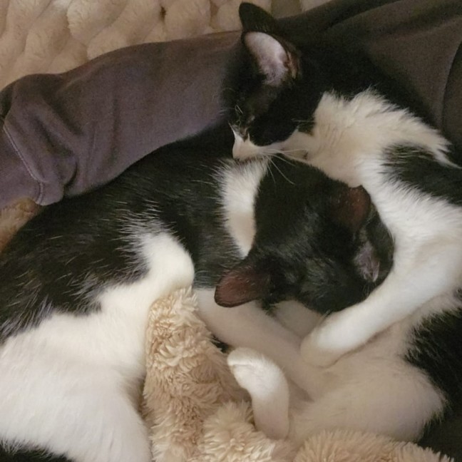 Photo of Rocky Road & Oreo