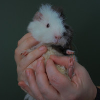 Photo of Ivey