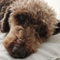 Photo of Izzy