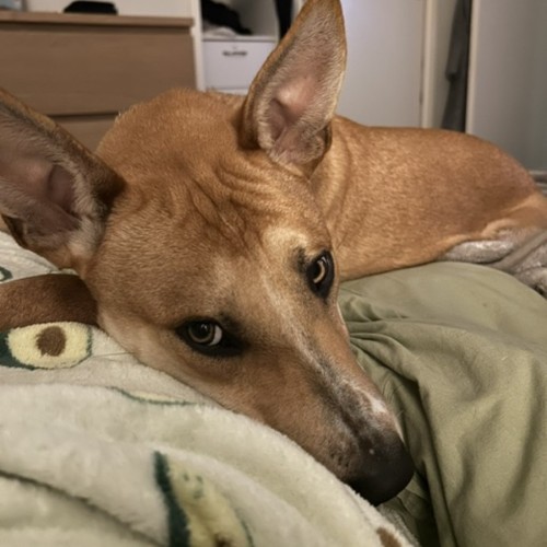 Worm - Australian Kelpie x Bull Terrier Dog