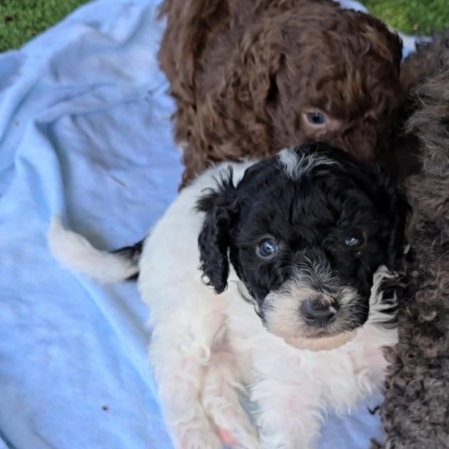 Photo of Harry Potter