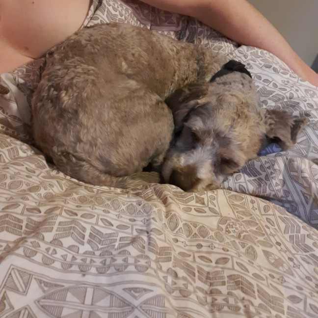 Photo of Teddy