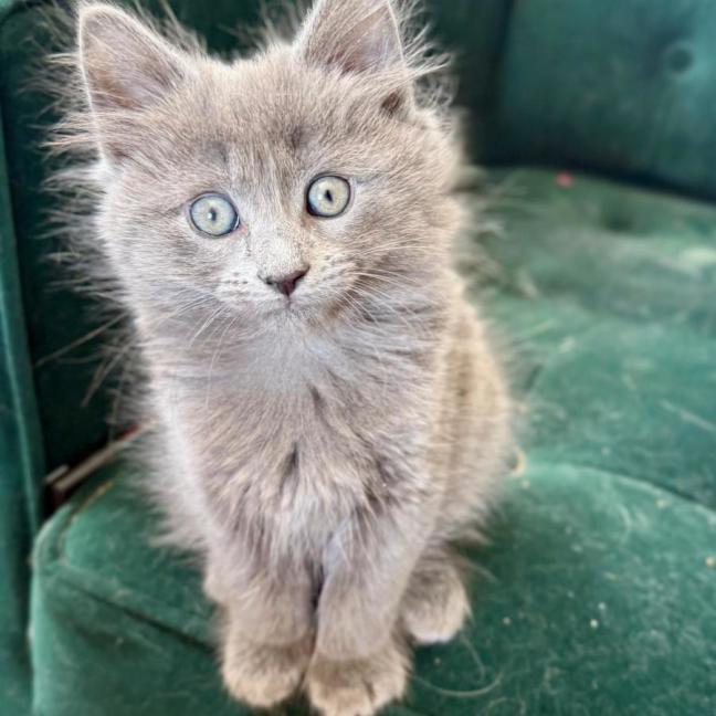 Photo of Hamilton 💙