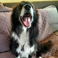 Photo of Barney And Bailey