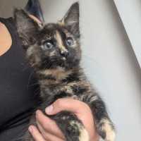Photo of Bluebell
