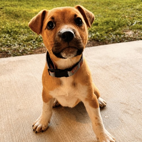 Otis - Dachshund x Staffordshire Bull Terrier Dog
