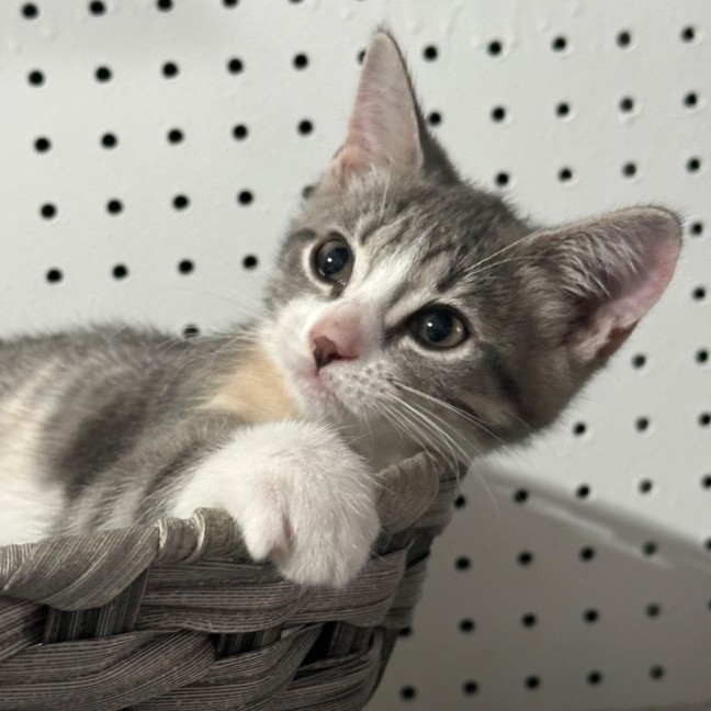 Photo of Bella 🌼🌻