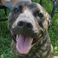 Photo of Trooper