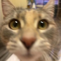 Photo of Lemon 🍋