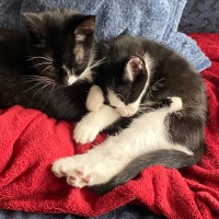 Photo of Logan **2nd Chance Cat Rescue**