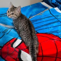 Photo of Venti **2nd Chance Cat Rescue**