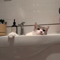 Photo of Chicken Salt