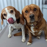 Photo of Amy & Ginger