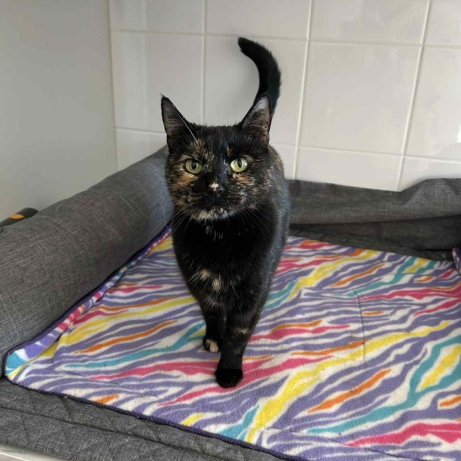 Photo of Emilia * 9 Lives Project Rescue*