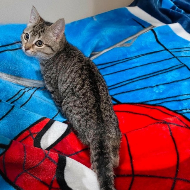 Photo of Venti **2nd Chance Cat Rescue**