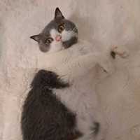 Photo of Astrid