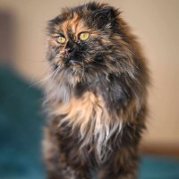 Photo of 🎭Villanelle🎭