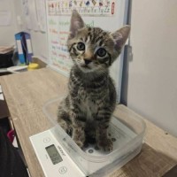 Photo of Tiger