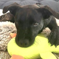 Photo of Maisey
