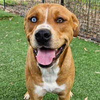 Photo of D1051 Starsky