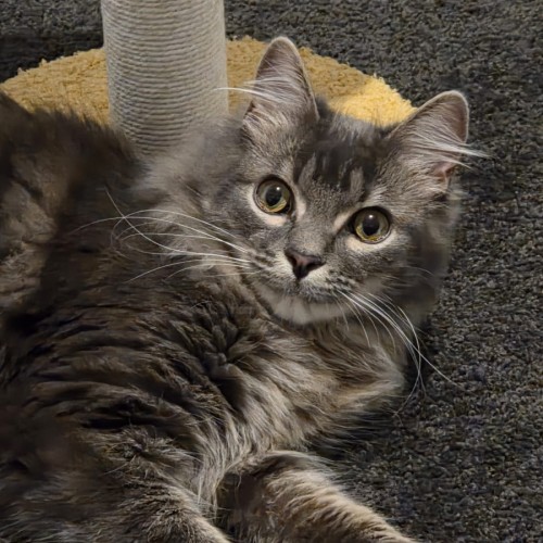 Road - Domestic Medium Hair (DMH) Cat