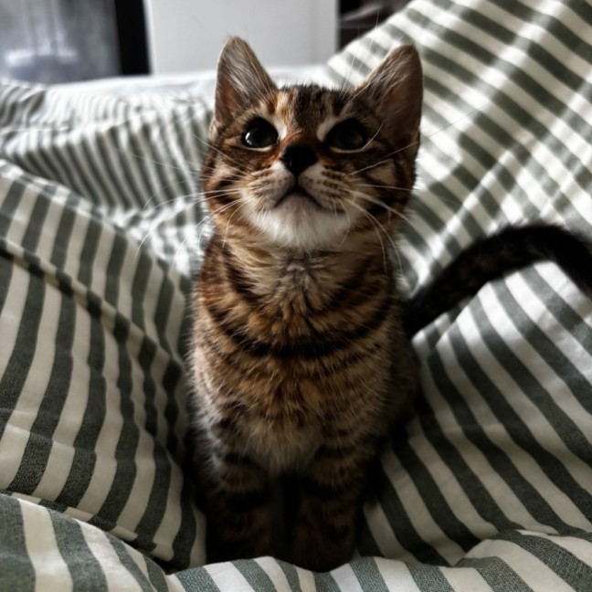 Photo of Olive