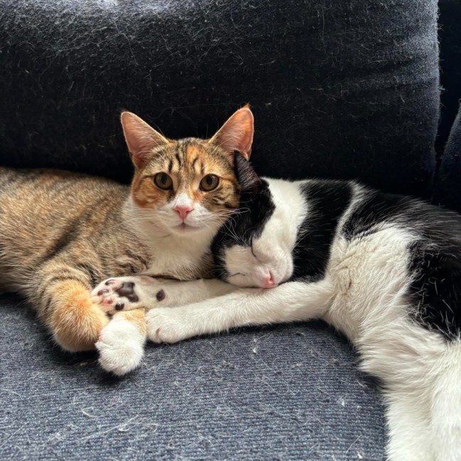 Photo of Lemme & Evie