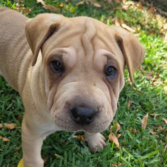 Photo of Stan