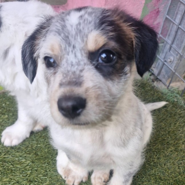 Photo of D1187 Pedro