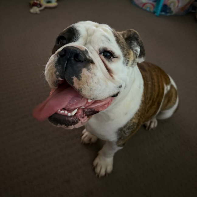 Photo of Meatball 🐶