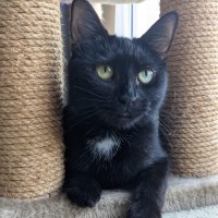 Photo of Macavity