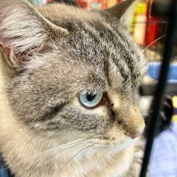 Photo of Cinnamon 