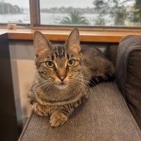 Photo of Juniper