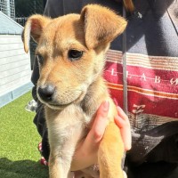 Photo of D1165 Wilson 