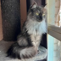 Photo of Smokey   Can Assist With Transporting To You