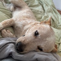 Photo of Jester   3yo Cattle Dog X 