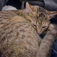 Photo of Amber ^^Dandy Cat Rescue^^