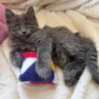 Photo of Huxley 💙