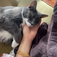 Photo of Flora *9 Lives Project Rescue*