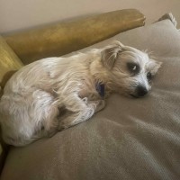 Photo of Ruby ~ 3 Year Old Terrier X. Non Shedding