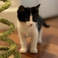 Photo of 🤍 Koa 🤍