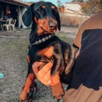 Photo of Wolfie And Western