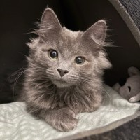 Photo of Silberfuchs**2nd Chance Cat Rescue**