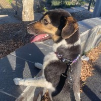 Photo of Buddy
