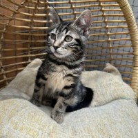 Photo of Amy ** 2nd Chance Cat Rescue**