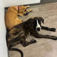 Photo of Clover