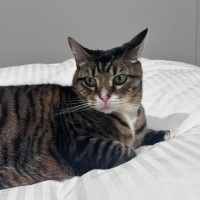 Photo of Mittens