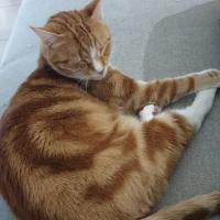 Photo of Maple