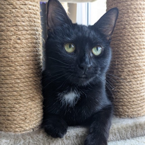 Macavity - Domestic Short Hair (DSH) Cat
